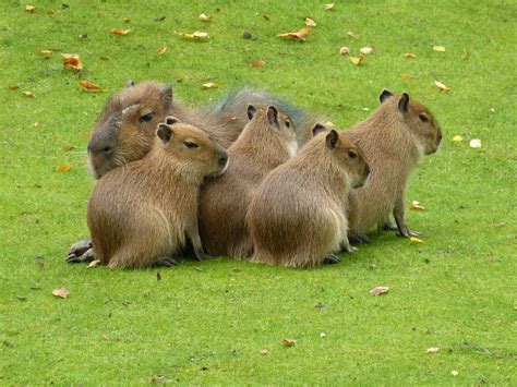 Baby Capybara – Capybara