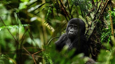 3 Days Bwindi Gorilla Trekking, Uganda Gorilla Tour