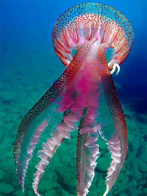 Hermosa Pinterest: ♡ Angel♡ | Ocean creatures, Beautiful sea creatures ...