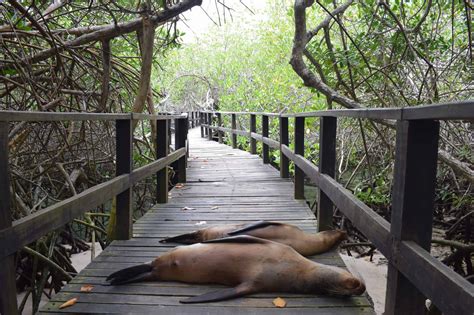 concha de perla sea lions galapagos - Health Travel Junkie