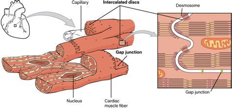 Labeled Diagram Of Cardiac Muscle