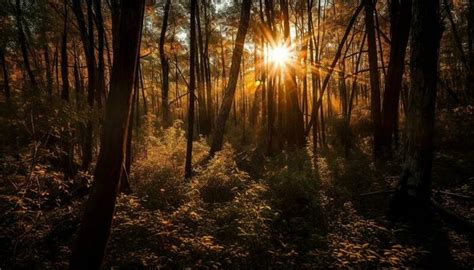 Forest Sunrise Stock Photos, Images and Backgrounds for Free Download