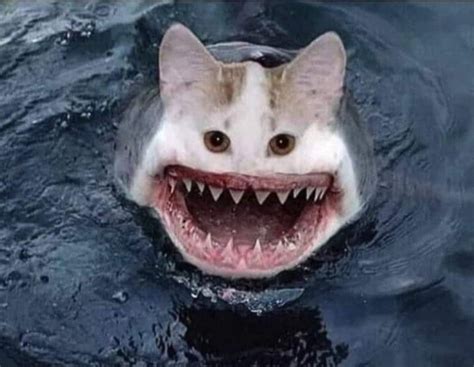 Create meme "cat shark, shark" - Pictures - Meme-arsenal.com