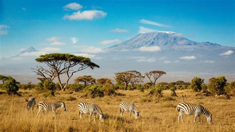 Background For Computers ~ Kilimanjaro Amboseli National Park Kenya 4k ...