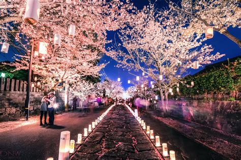 This Beautiful Cherry Blossom Festival Will Light Up Your Life ...