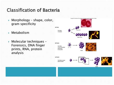 Bacteria Kingdom Classification