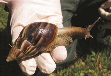 Edible Snails: Where to Buy, How to Grow and Cook These Dishes