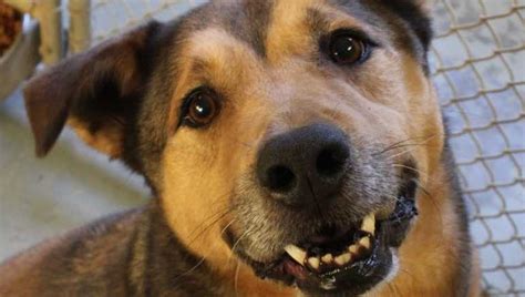 Ohio shelter dog finally adopted after 2,300 days