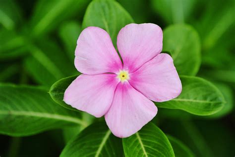 Pink Periwinkle Flower Close Up Photograph by Gaby Ethington - Fine Art ...