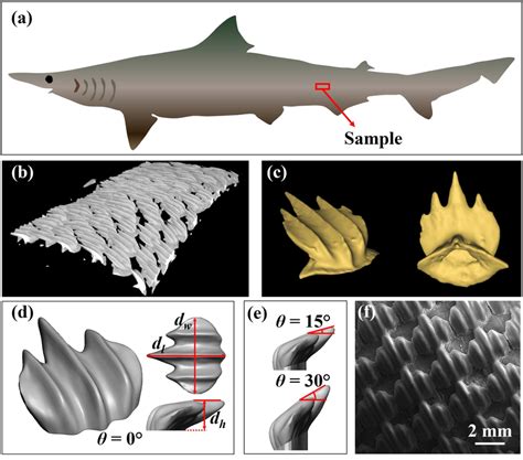 Configurations of the real and biomimetic shark scales. a Schematic of ...