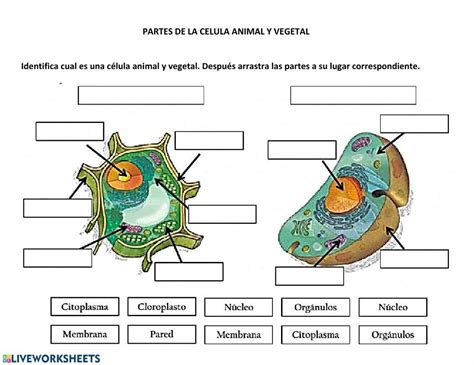 Ejercicio de partes de la celula animal y vegetal – Artofit