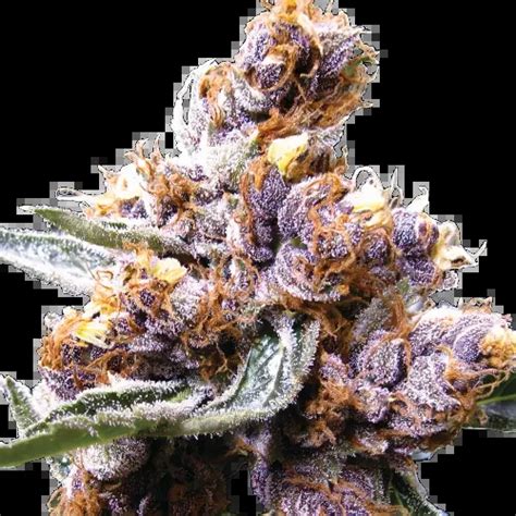 Blueberry Cannabis Seeds – Royal King Seeds - Feminized & Autoflowering ...