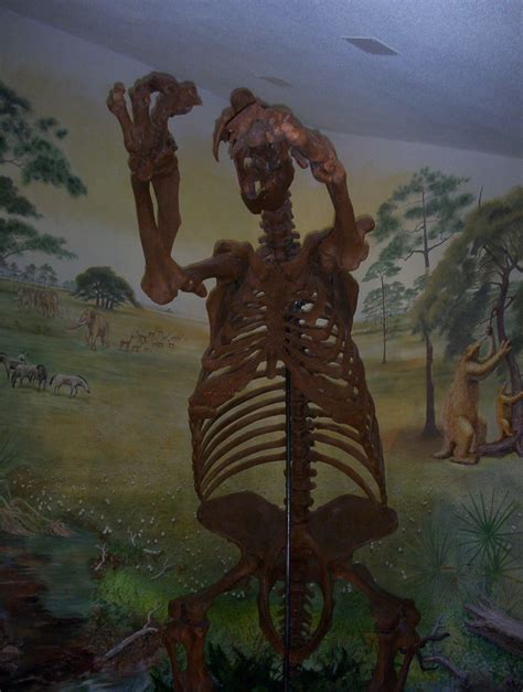 Giant Ground Sloth | Giant ground sloth skeleton at Skidaway… | Flickr