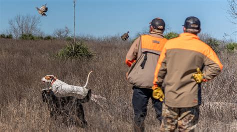 SOUTH TEXAS HUNTING OUTFITTERS | Quail Hunting