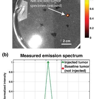 Excised prostate tumor imaging results with IVIS spectrum imager: a ...