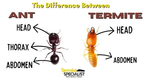 Termite vs Ant: 7 Easy Ways to Spot their Differences