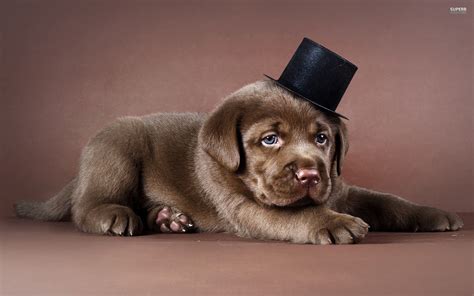 Chocolate Labrador Wallpapers - Wallpaper Cave