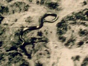 Congo Giant Snake | It's Something Wiki | Fandom