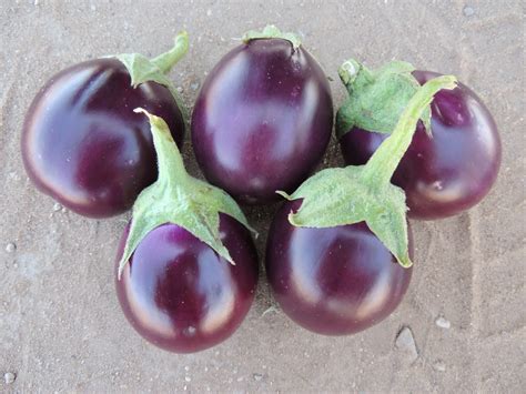 Eggplant Little Prince - My Organic World