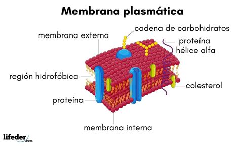 Que Es La Membrana Plasmatica - Image to u