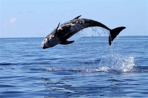 Risso’s dolphins: Spin-dive innovation lets them reach deep water for ...