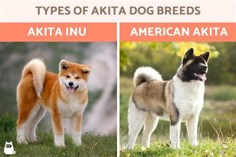 Types of Akita Dog Breeds - Akita Type Dog Characteristics With Photos