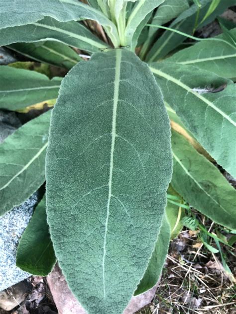 Common mullein - Verbascum thapsus L. - Plant & Pest Diagnostics