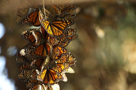 Free picture: monarch butterflies, summer, breeding, habitat ...