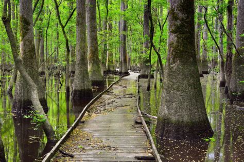 Swamp | Description, Ecology, Formation, Examples, Plants, Animals ...