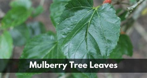 Complete Information About White, Red, Weeping, and Fruitless Mulberry ...