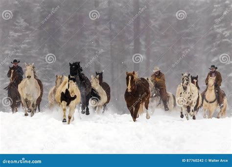 Horses Running in the Snow editorial photography. Image of colorado ...