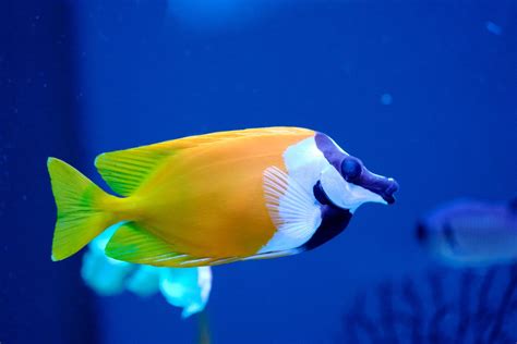 Foxface Rabbitfish in Aquarium · Free Stock Photo