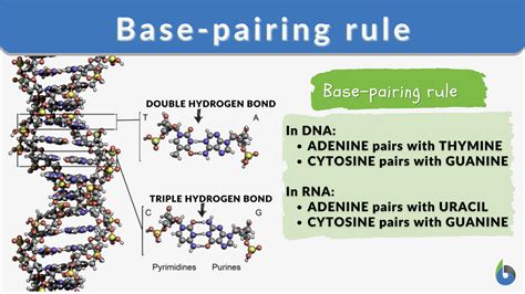 Base-pairing rule - Definition and Examples - Biology Online Dictionary