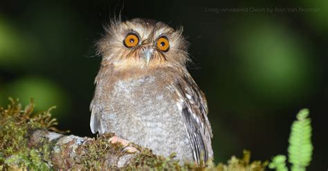 Long-whiskered Owlet - American Bird Conservancy