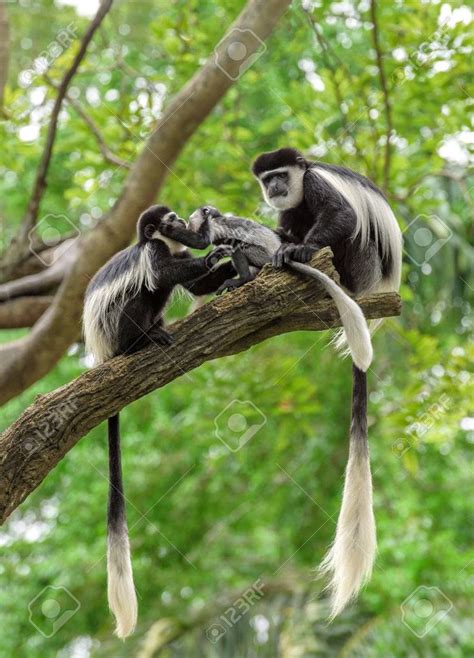 Family of black and white colobus monkeys sitting on a tree in ...