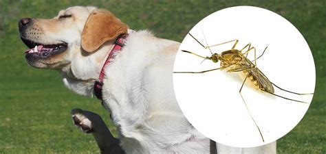 Do Midges Bite Dogs? Signs Of Midge Bites In Domestic Dogs