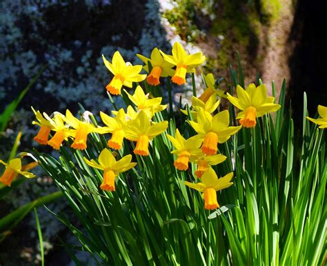 Miniature Daffodils – Christchurch Daily Photo