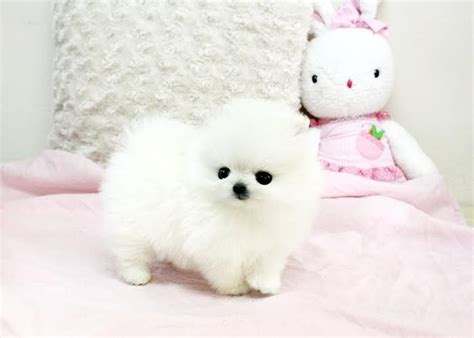 White Pomeranian Puppies For Sale Near Me Cheap - Pets Lovers