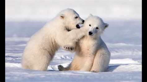 Pictures Of Baby Polar Bears