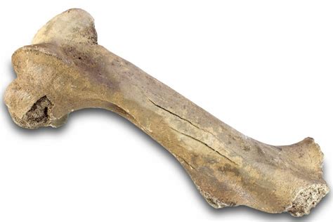 14.2" Pleistocene Fossil Horse (Equus) Femur - Florida (#265353) For ...