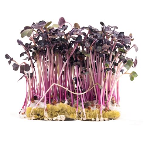 Microgreens, Spicy Mix - Bulk Seed | Bentley Seeds