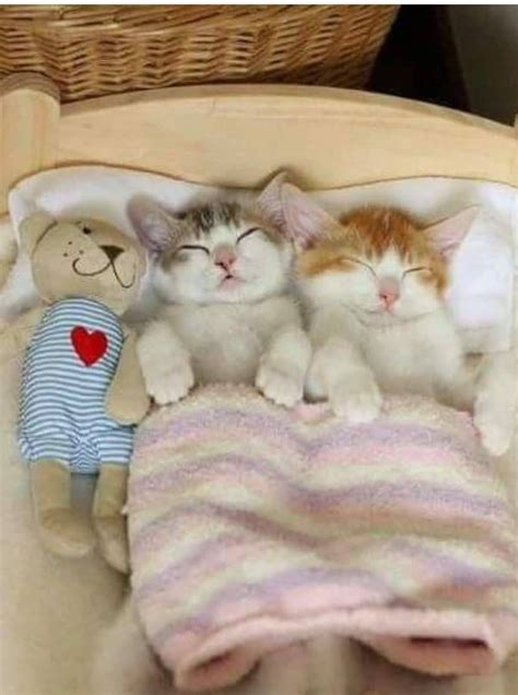 Sleepy babies | Cute kittens, Thú con, Động vật vui nhộn