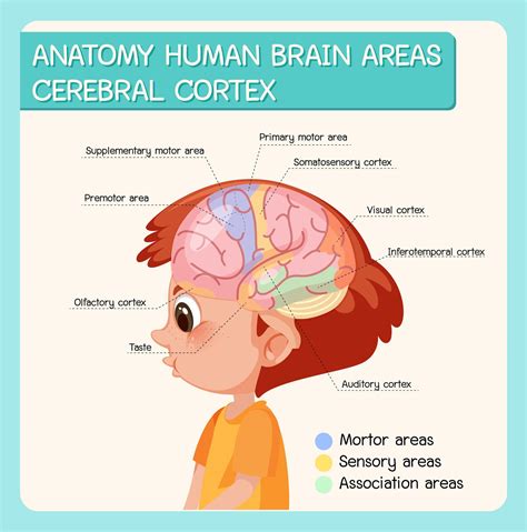 Anatomie Cerveau Humain