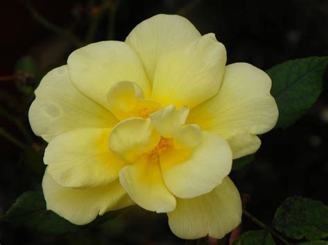 Yellow single leaf knockout rose. taken 2/17/2012 | Knockout roses ...