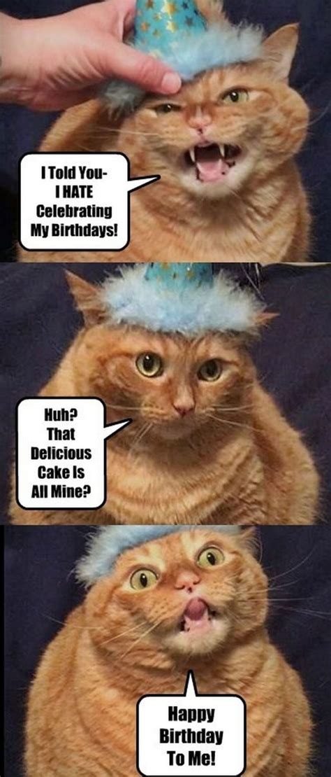 101 Funny Cat Birthday Memes for the Feline Lovers in Your Life