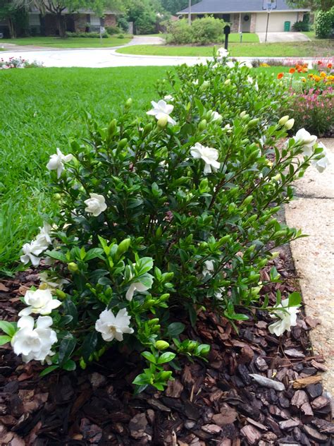 Jubilation Gardenia | Small garden landscape, Front garden landscape ...