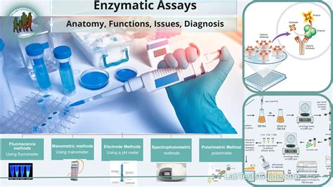 Enzymatic Assays: Types, Principles, Importance, Procedures and more