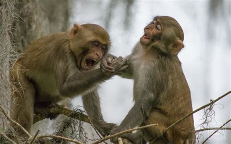 Silver Springs Wild Monkeys Attract Tourists – And Controversy