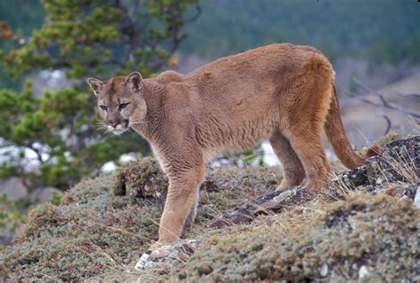 Puma | Large Cat Species, Habitat & Diet | Britannica