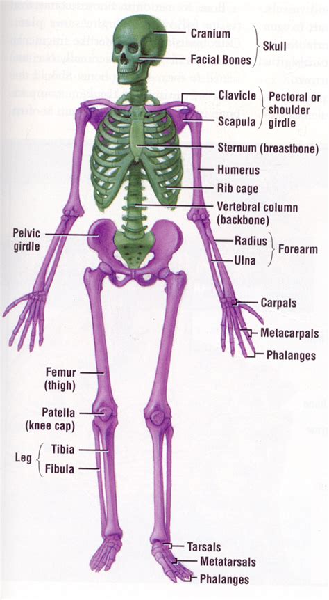 Your online doctor: Human Skeletal System